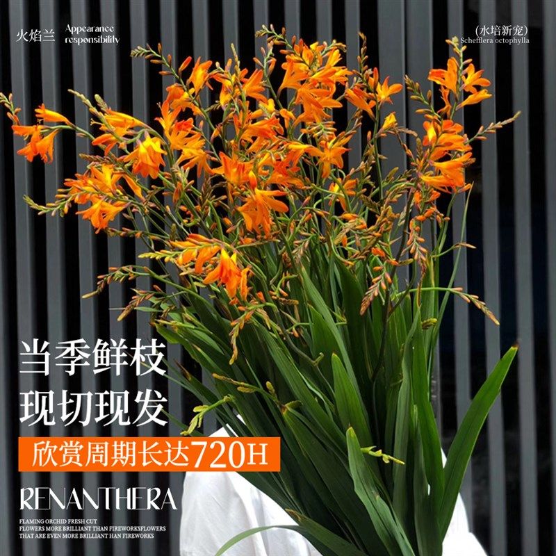 火焰兰鲜花束水养插花水培植物鲜花卉好养活家用室内鲜切兰花盆栽,鲜花速递/花卉仿真/绿植园艺,花材,淘宝优惠券,粉丝福利购,淘宝优惠卷
