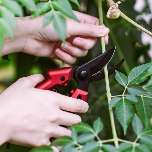 暮藉修枝剪刀园艺园林花剪修枝剪修剪采摘专用强力剪果树修剪树枝