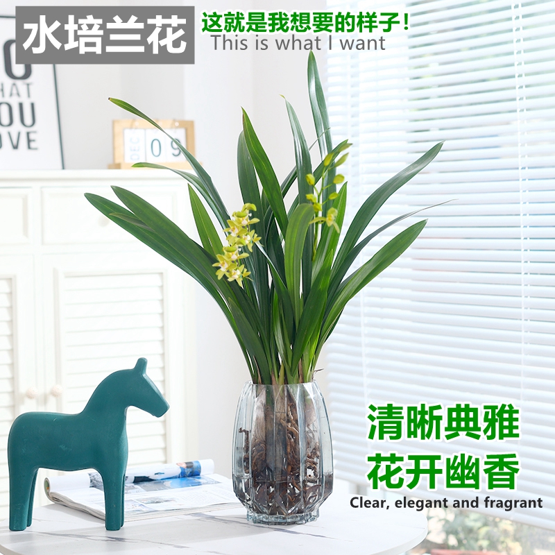水培植物兰花墨兰文心兰盆栽客厅室内好养蝴蝶兰耐寒绿植盆景花卉