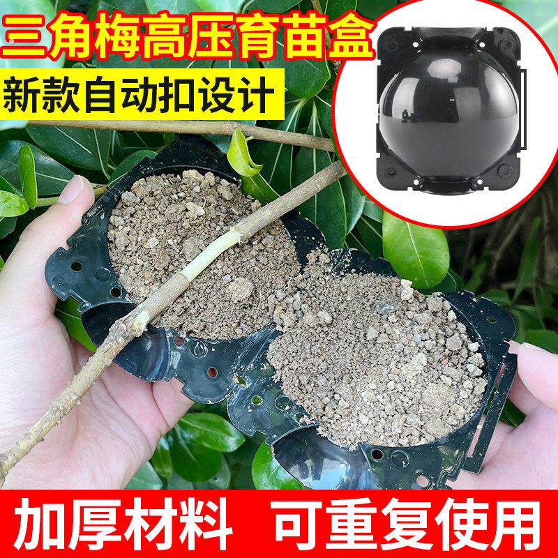 三角梅高压育苗盒加厚插杆嫁接盒高压果树园林植物生根移栽神器盒