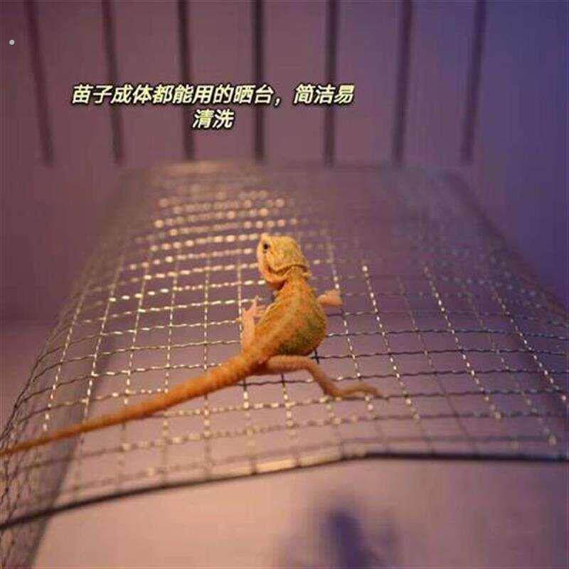 鬃狮蜥蜥蜴幼体小苗子晒台大亚成体不锈钢晒网攀爬攀岩造景休息台