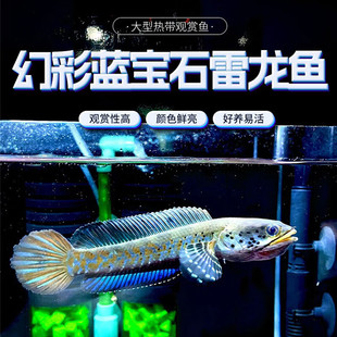 鱼凶猛雷龙蓝宝石鱼幻彩热带七星鱼小型活体观赏鱼酒红猛鱼雷龙