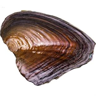 珍珠蚌活蚌自己开珍珠河蚌活蚌老蚌珍珠蚌壳自己开珍珠直播间