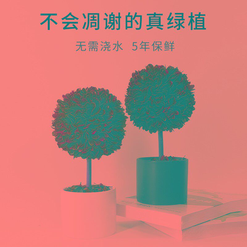 馨颜植花卉植物室内小盆栽客厅装饰盆景办公室桌面绿植宿舍小摆件