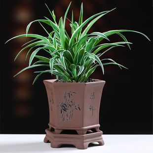创意复古带托盘室内L家用文竹君子兰植物吊 紫砂兰花陶瓷花盆个性