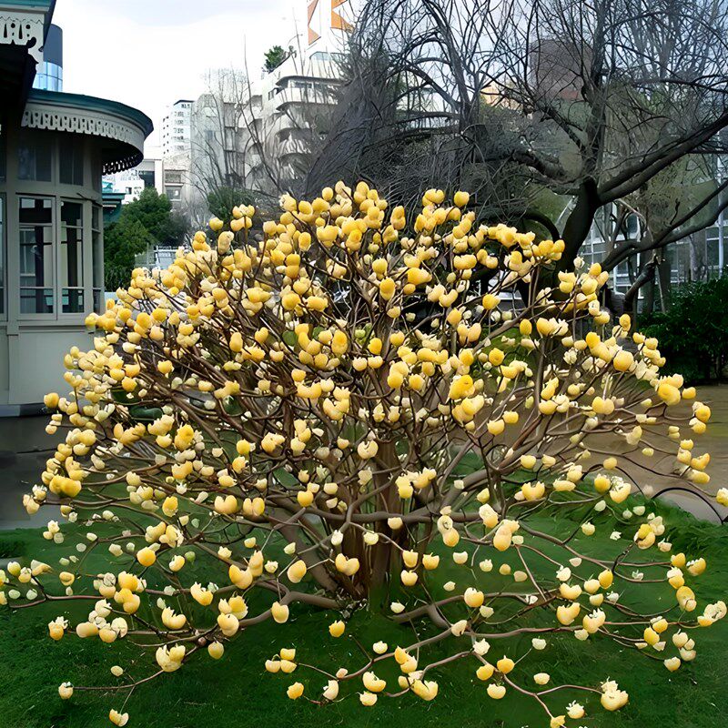 结香花树苗盆栽花卉室内外耐寒打结花梦冬花喜花阳台植物庭院花苗