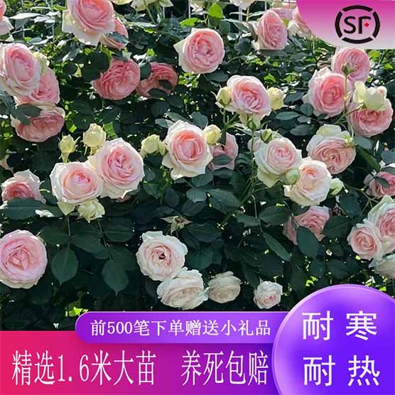 1米8母系大苗月季蔷薇花藤本欧月阳台庭院爬藤植物花卉四季开花