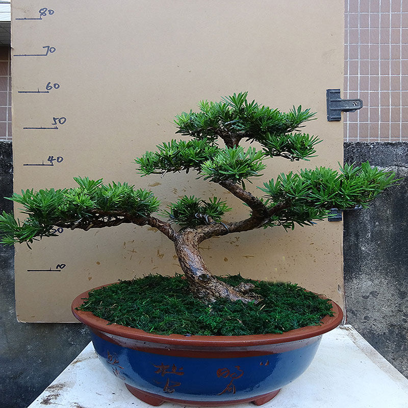 名贵绿植一物一拍小叶雀舌罗汉松盆景老桩造型真树室内盆栽庭院