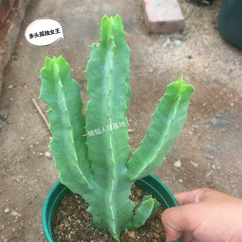 孤独女王 白角萝藦科属多肉植物盆栽 萝藦女王开花桌面小绿植