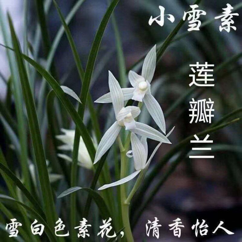 兰花浓香型 莲瓣兰小雪素素冠荷鼎 如意素荷 绿植盆栽好养易活