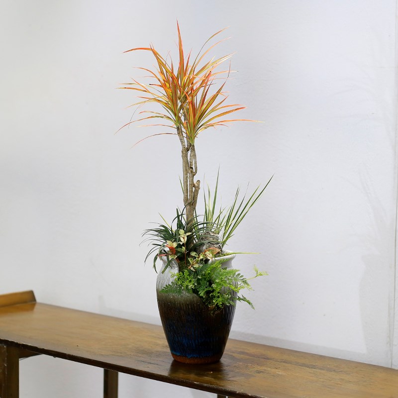 迷你七彩铁千年木盆栽造型龙血树绿植室内客厅桌面中式风盆景植物