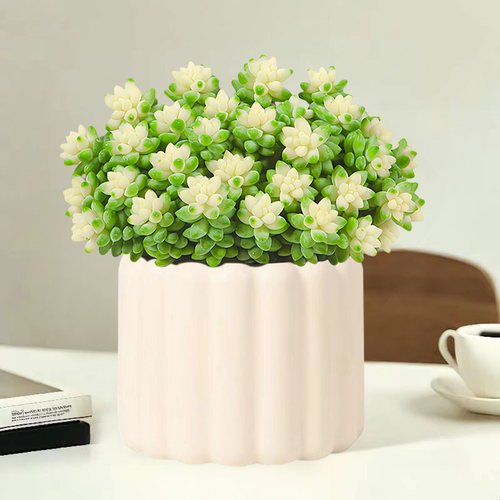 多肉植物雪花玉坠锦室内好养盆栽办公室桌面花卉绿植送老师幼儿园