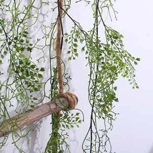 【蕾欣】黑骨芒绿植藤条蔓藤缠绕装饰爬藤蕨类绿植藤条造景点缀