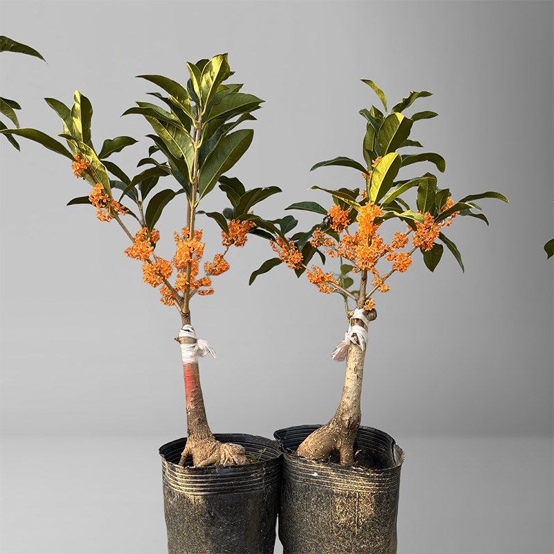 桂花树盆景金桂绿植丹桂树苗四季桂庭院八月桂日香桂朱砂桂大树香