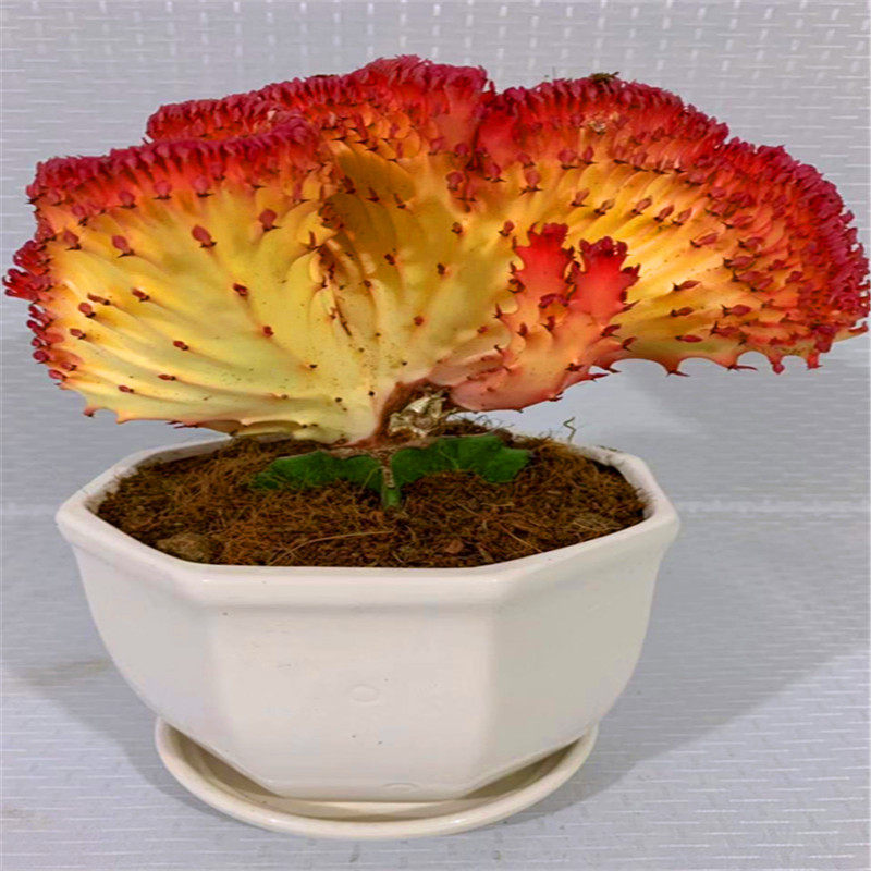 彩麒麟盆栽室内庭院盆栽室内仙人掌多肉绿植花卉玉麒麟彩春峰龙骨,鲜花速递/花卉仿真/绿植园艺,多肉植物,淘宝优惠券,粉丝福利购,淘宝优惠卷