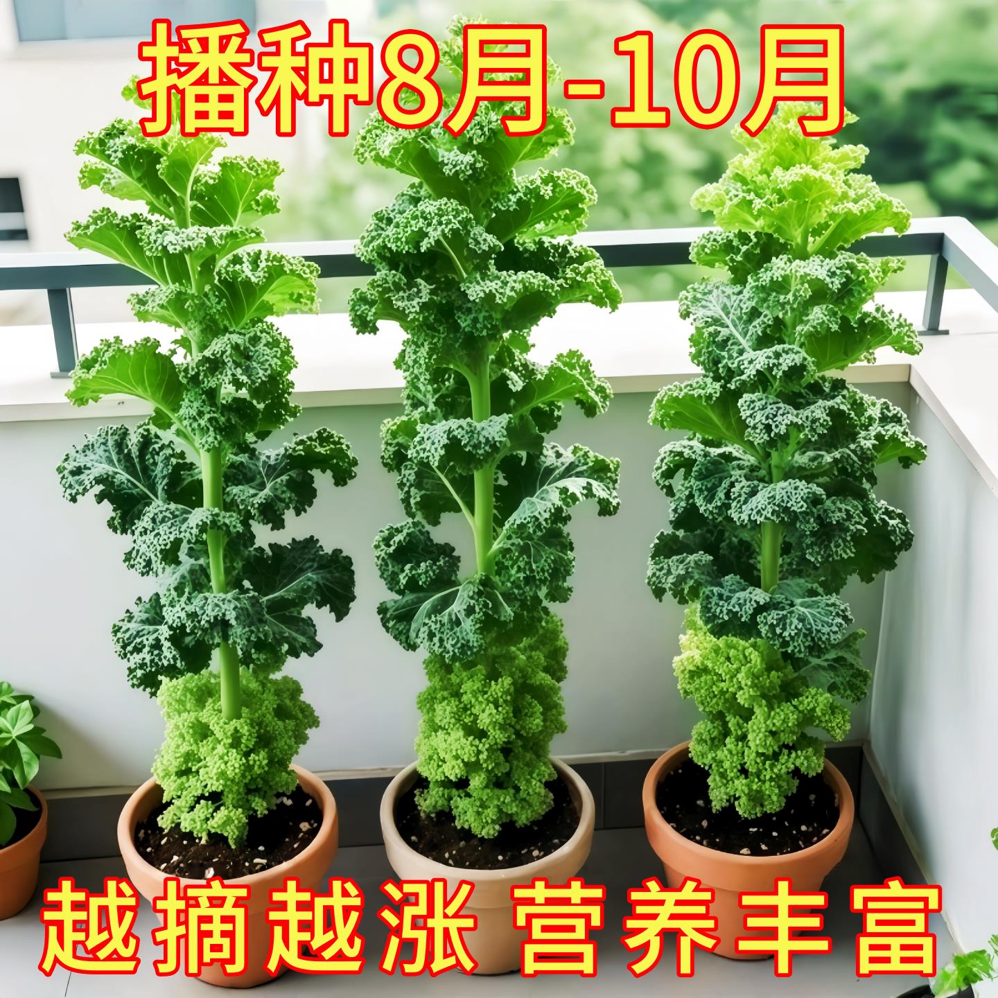 羽衣甘蓝苗种子轻食沙拉蔬菜种孑大全雨衣甘蓝菜籽适合冬天种的菜