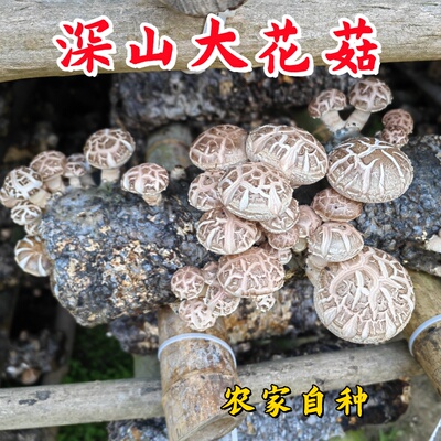新货随州干货香菇土特产家用白花菇肉厚野生农家自产花菇味香食材