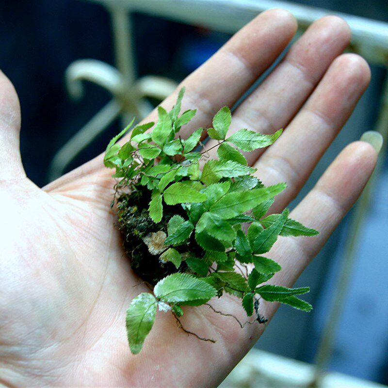 小型迷你原生蕨类微景观植物盆栽生态南美缸热带雨林植物造景素材