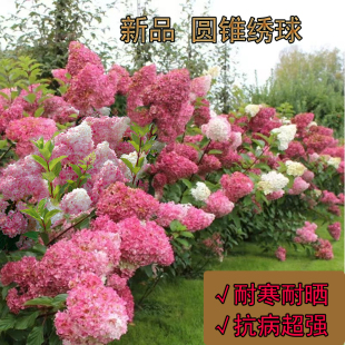 圆锥绣球香草草莓石灰灯夏日美人北极熊耐寒阳台庭院大苗加仑diss