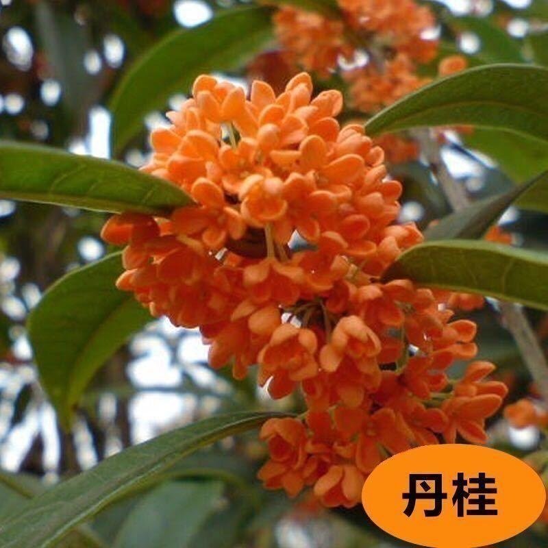 桂花苗嫁接桂花盆栽桂花树苗四季桂浓香型金桂庭院带花苞阳台植物