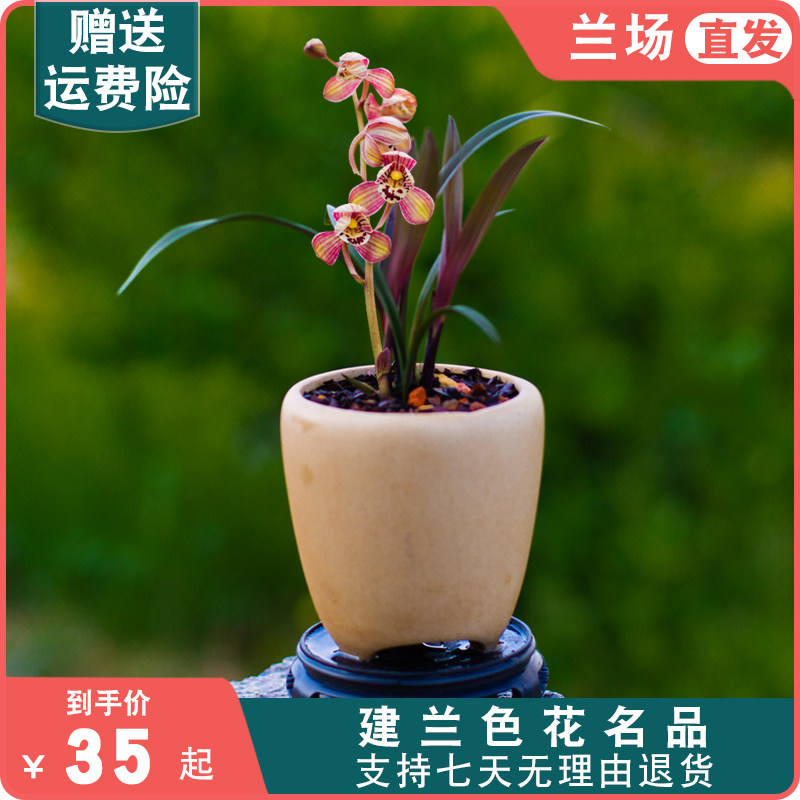 小苗【红草红荷】兰花苗名贵盆栽花卉植物室内国兰浓香型兰草趣味