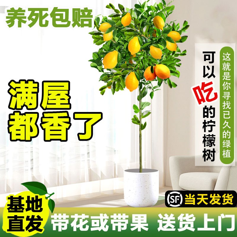 香柠檬树盆栽果绿植植物室内阳台好养花卉除甲醛
