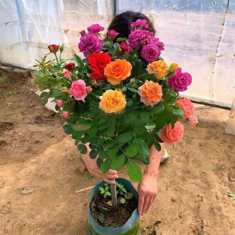 棒棒糖月季花花浓香庭院阳台花卉植物玫瑰盆栽开花树桩