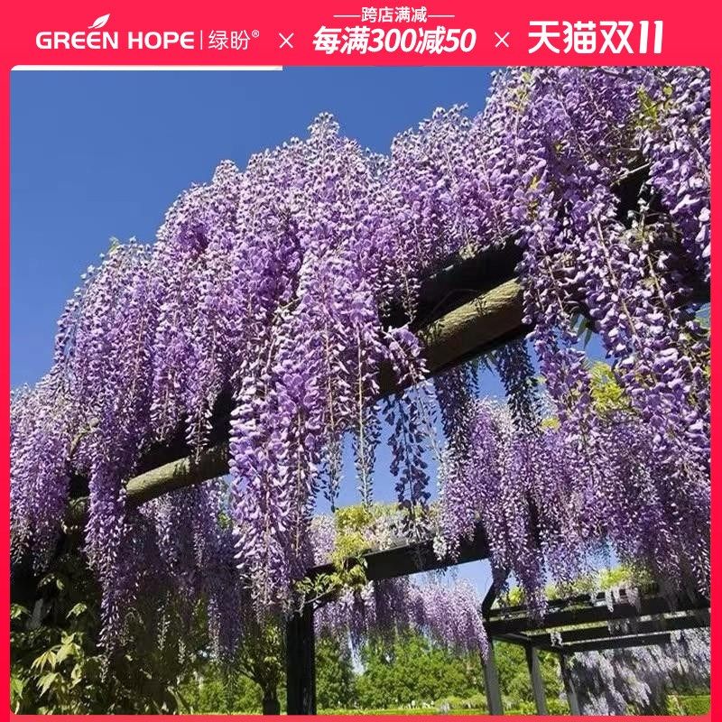 紫藤树苗花苗盆栽四季攀援花卉爬藤绿植物庭院凌霄阳台紫藤萝