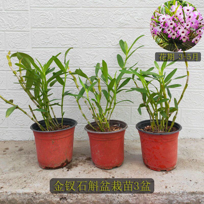 金钗石斛盆栽丛苗已种活熟苗更易养花卉绿植盆栽盆景洋兰吊兰花