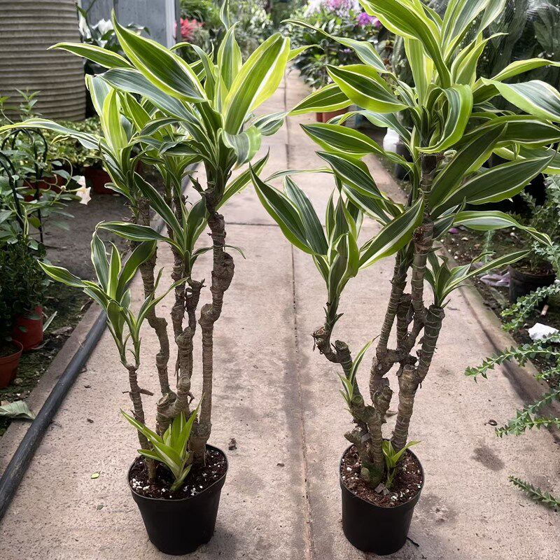 巴西美人铁老桩植物巴西木懒人盆栽绿植阳台室内四季常青绿植