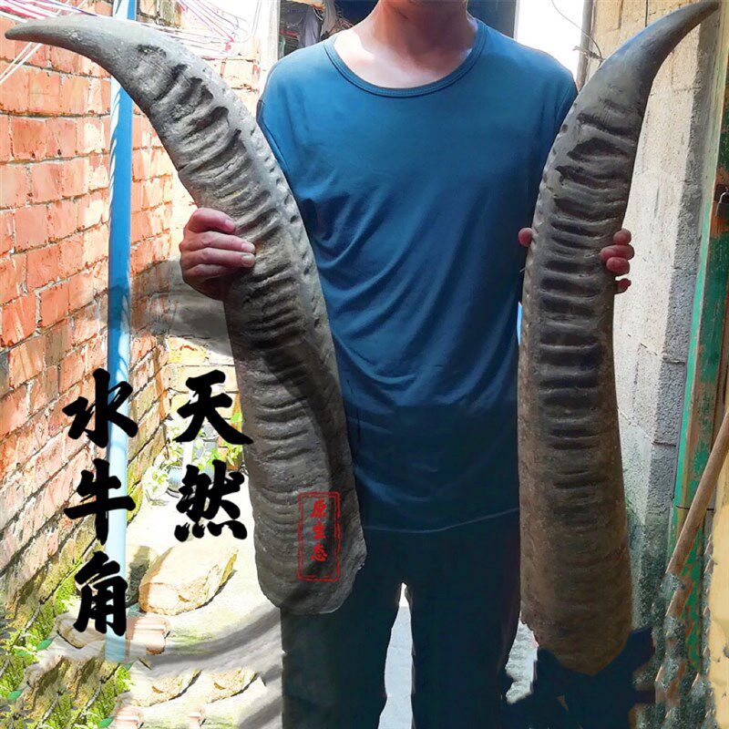 天然牛角空心号角原整只黑牛角原材中药材牛角对角