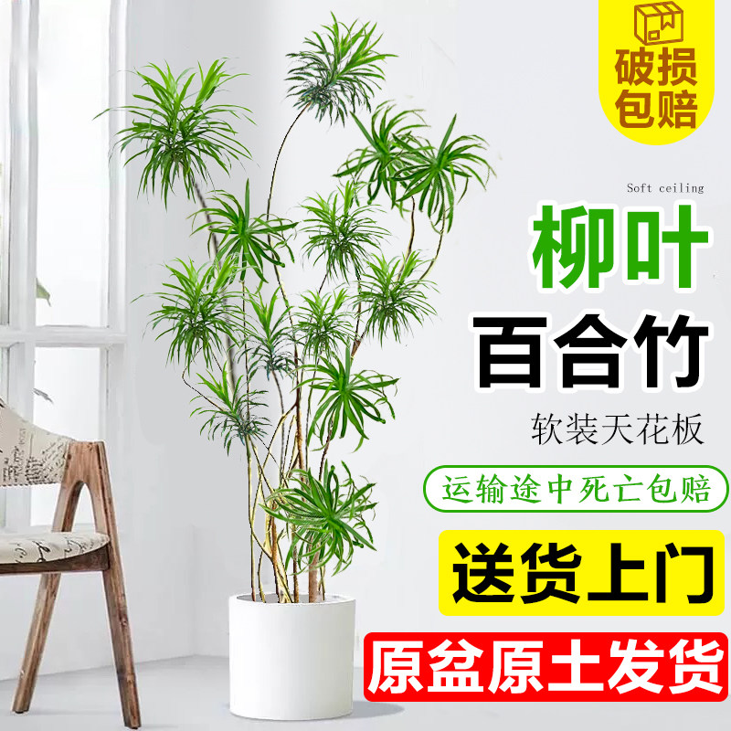 柳叶百合竹客厅细叶真绿植办公室内大型落地老桩造型盆栽净化空气