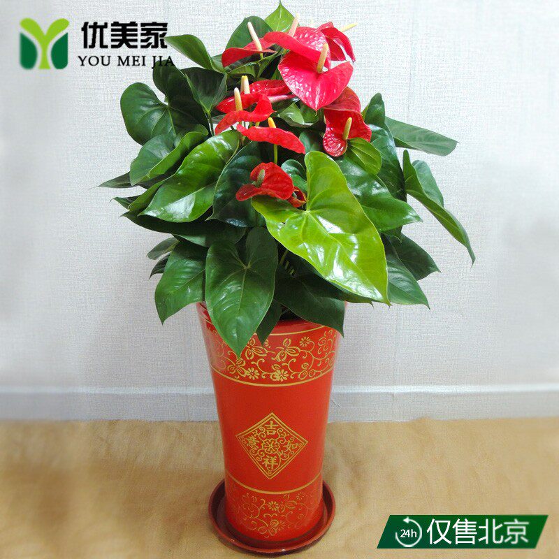大盆红掌花室花卉室内绿植盆栽净化空气水培观花盆景植物