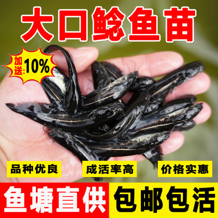 南方大口鲶鱼苗冷水淡水养殖食用鲜活观赏本地特大二须塘鲺鲶鱼苗
