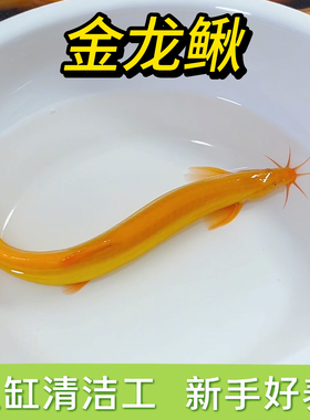 黄金泥鳅冷水观赏鱼黄金泥鳅鱼缸清洁工具鱼清道夫好养耐活鱼