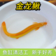 黄金泥鳅冷水观赏鱼黄金泥鳅鱼缸清洁工具鱼清道夫好养耐活鱼