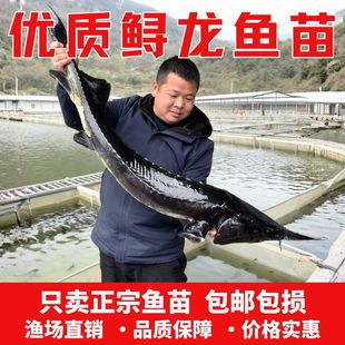 鲟龙鱼苗淡水养殖鱼缸鱼塘观赏鱼活体尖嘴鲟大型冷水食用鱼鲟鱼苗