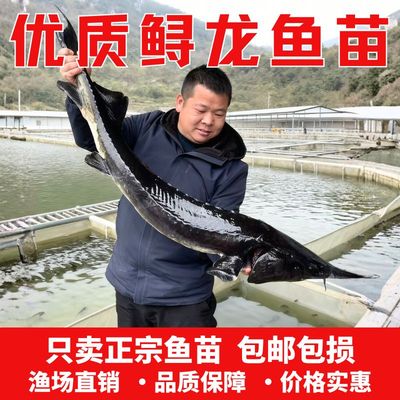 稀有鲟龙鱼观赏鱼淡水养殖鱼缸