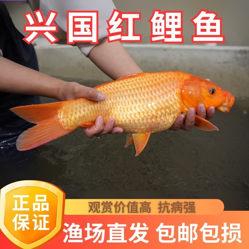 兴国红鲤鱼苗淡水养殖观赏鱼