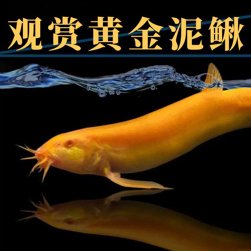 黄金泥鳅冷水观赏鱼黄金泥鳅鱼缸清洁工具鱼清道夫好养耐活鱼