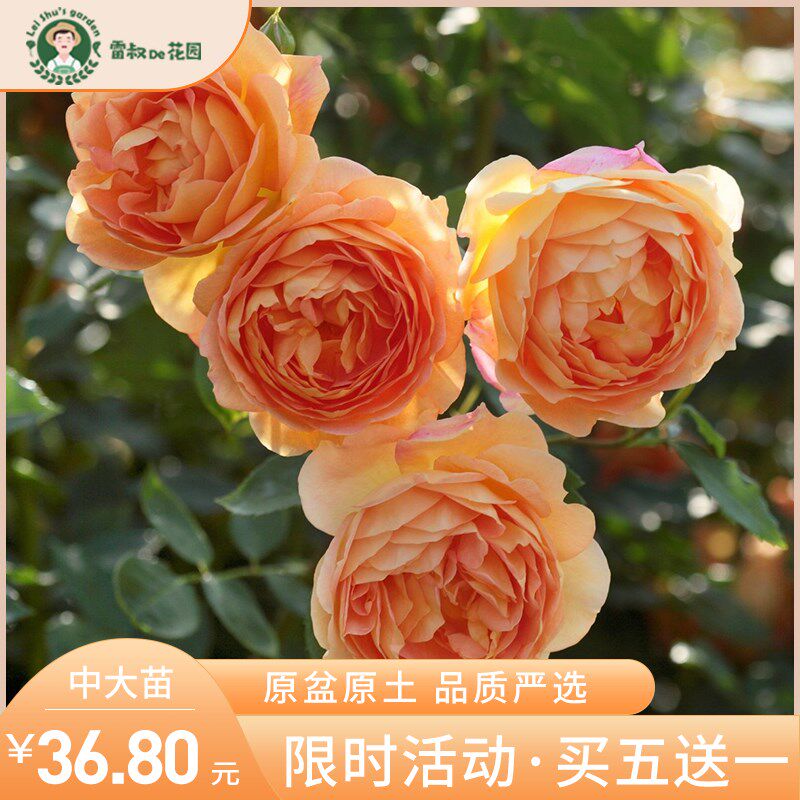 雷叔的花园夏洛特夫人月季中苗浓香盆栽拱门爬藤院墙开花