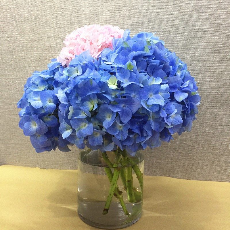 绣球八仙花鲜切花上海鲜花速递婚庆瓶插花艺江浙沪皖两支