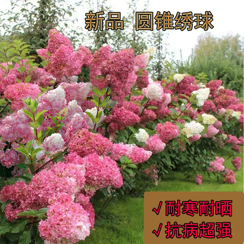 圆锥绣球香草草莓石灰灯夏日美人北极熊耐寒阳台庭院大苗加仑