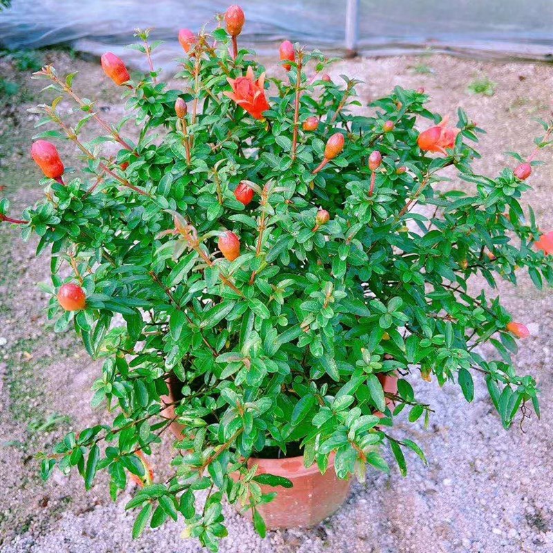 石榴盆栽四季结果四季开花易养护盆景观花结果植物室内外阳台室外