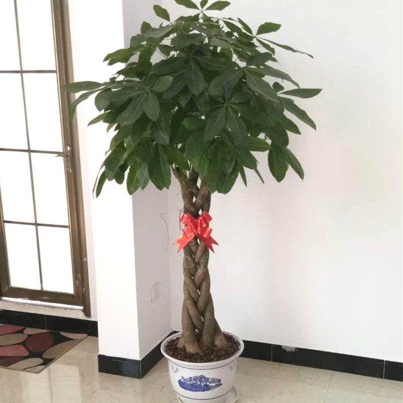 福州花店绿植发财树盆栽室植物开业送乔迁净化