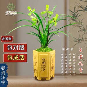 德芳兰业兰花苗春剑汪字花苞阳台浓香型花卉绿植物基地盆栽