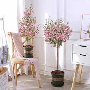 小木槿花苗盆栽带花棒棒糖阳台庭院花园耐热花卉植物四季开花爆盆