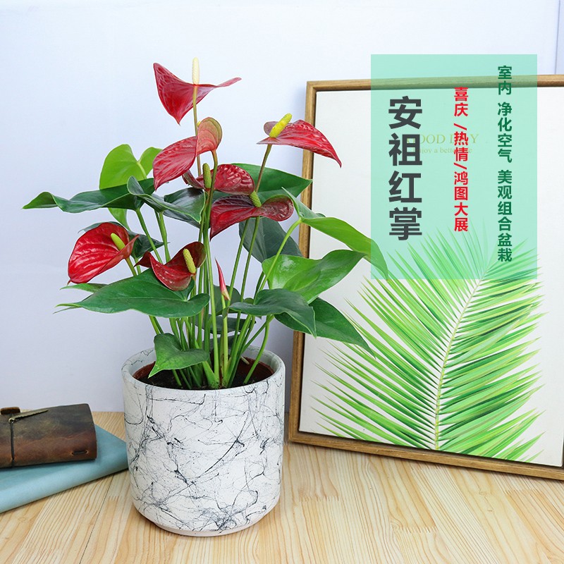 红掌盆栽室内培红掌开花绿植组合盆景桌净化空气植物