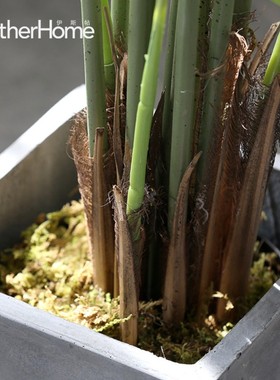 北欧落地绿植摆件 家居客厅办公室服装店装饰盆景 裂口芋植物摆设
