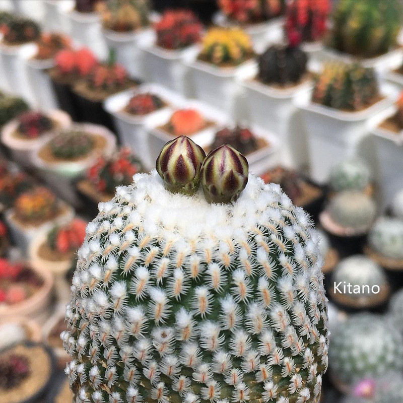 蔷薇丸仙人球 稀有贵货趴刺不扎手开花娇丽属实生粉花冷门